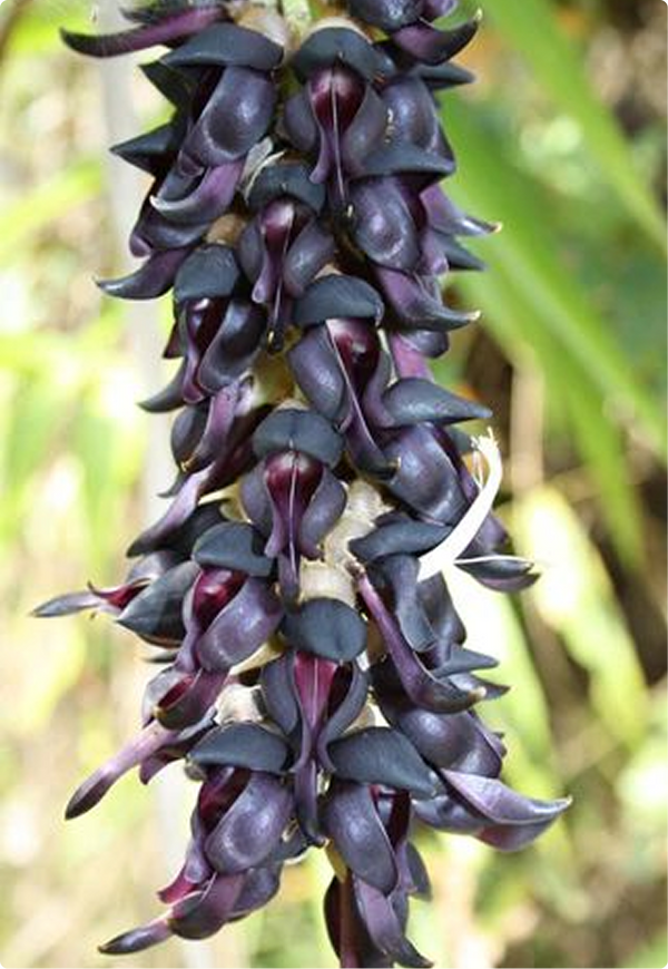 Curcuma caesia