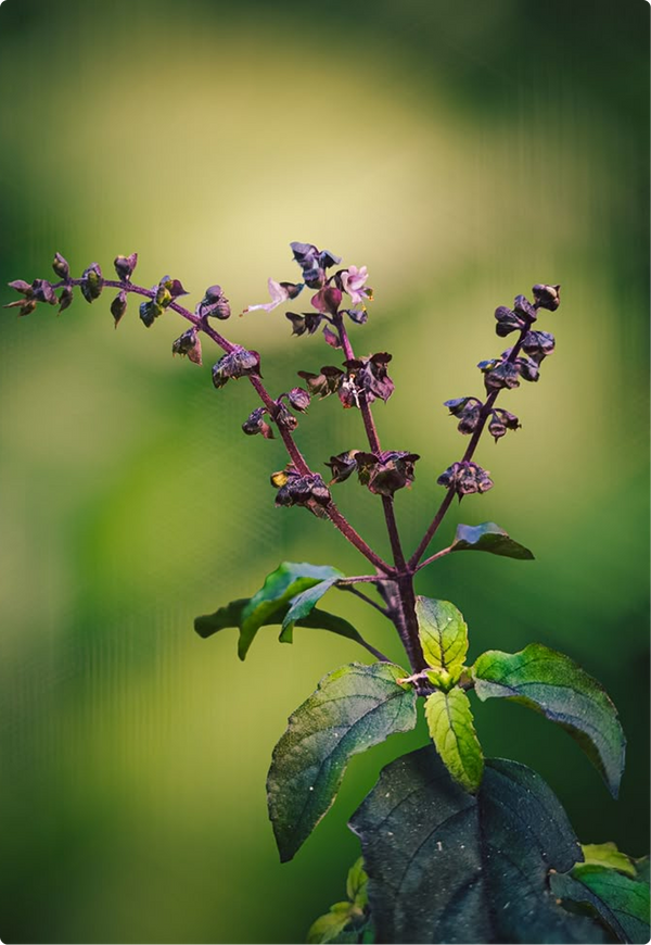 Tulsi